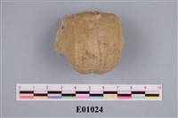 藏品(石燕及其他腕足動物)的圖片